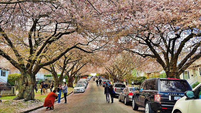 Photo of Cherry Blossoms in Vancouver 