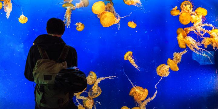 Man looking at Jellyfish in the aquarium