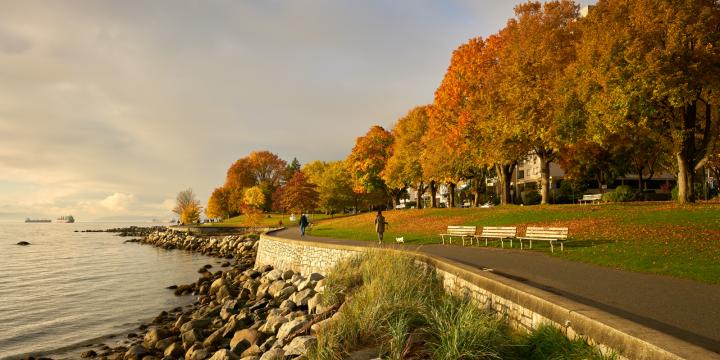 Person running along the Stanley park seawall among a row of trees with autumn leaves