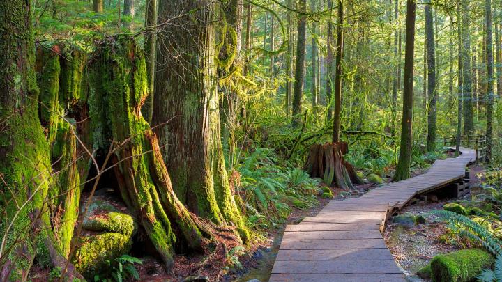 Trail in Lynn Canyon Park