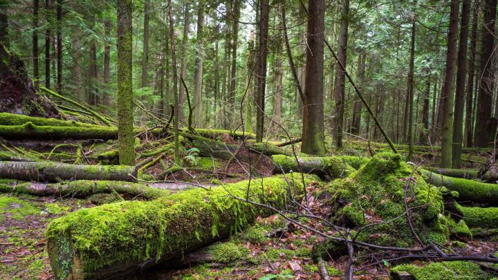 Rows and rows of tall trees at Pacific Spirit Regional Park