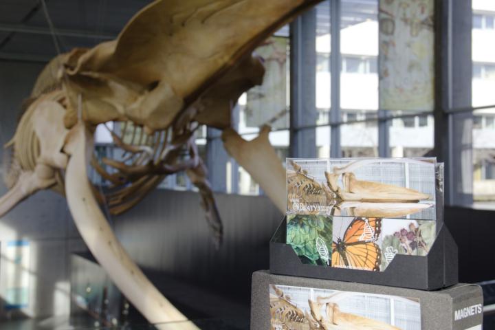 UBC Beaty Biodiversity Museum