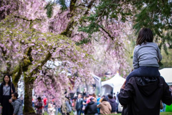 Vancouver Cherry Blossom Festival
